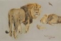 Study Of Lions - Wilhelm Kuhnert