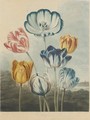 Tulips - (after) Philip Reinagle