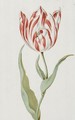 A Pair Of Red And White Tulips - Dutch School