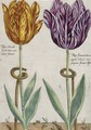 Tulips - Crispijn Van De The Younger Passe