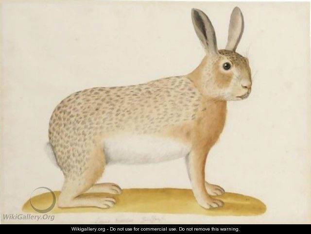 Study Of A Hare - Franz Anton von Scheidel