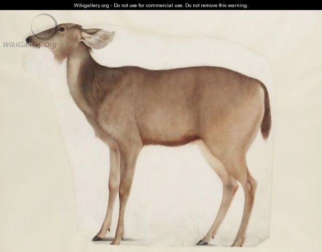 A Study Of An Antelope - (after) Franz Anton Von Scheidel