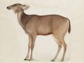 A Study Of An Antelope - (after) Franz Anton Von Scheidel