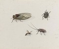 Two Beetles, A Wasp And A Cicada - Johannes Bronckhorst