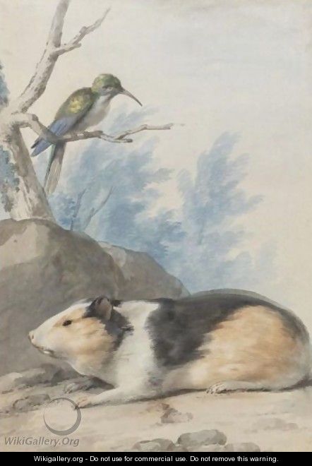 A Guinea Pig, With A Hummingbird On A Branch Above - Aert Schouman