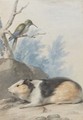 A Guinea Pig, With A Hummingbird On A Branch Above - Aert Schouman