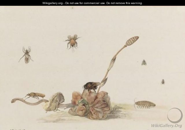 Various Insects By A Fungus - Rochus Van Veen