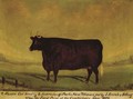 Study Of A Sussex Cow - English School