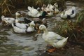 The Duck Pond - Alexander Max Koester
