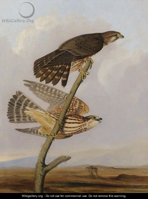 Pigeon Hawk (Falco Columbarius) - Joseph Bartholomew Kidd