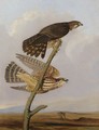 Pigeon Hawk (Falco Columbarius) - Joseph Bartholomew Kidd