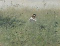 Woman In The Grass - Ivan Pavlovich Pokhitonov