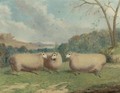 Mr. Henry J. Hopkin's Prize Sheep, Winners Of The 1st And 2nd Prizes At Brockley, Smithfield Club, Bedford, Market Harborough, 1876-1877 - Richard Whitford