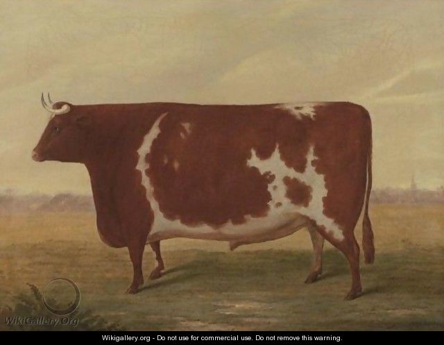 The Improved Lincolnshire Ox - William Willoughby