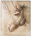 Study Of A Donkey