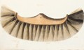 Design For The Head Of A Floor Brush - French School