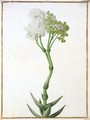 A Crassula - Nicolas Robert