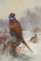 A Pair Of Pheasants 2 - Archibald Thorburn