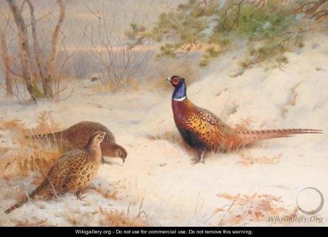 A Winter Dawn, Pheasants In The Snow - Archibald Thorburn