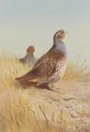 A Pair Of English Partridges - Archibald Thorburn