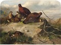 A Pair Of Red Grouse And Chicks - John Clement Bell
