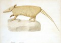 An Armadillo - Franz Anton von Scheidel