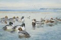 Goldeneyes And Longtails - Archibald Thorburn