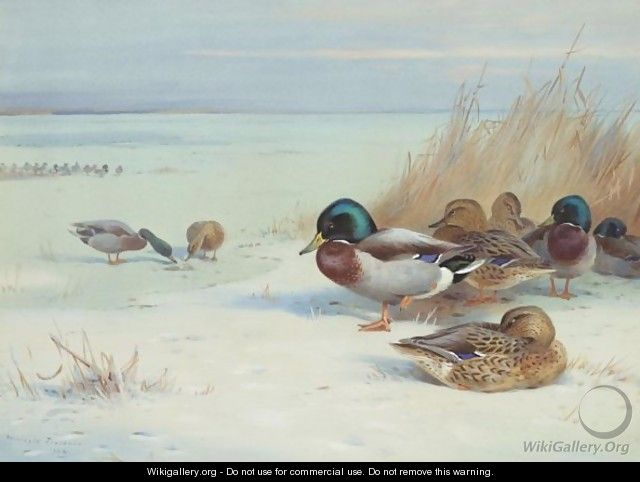 Mallards On A Frozen Lake - Archibald Thorburn