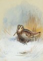 A Woodcock - Archibald Thorburn
