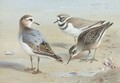A Knot, A Sandpiper And A Little Ringed Plover - Archibald Thorburn