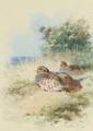 A Brace Of Grey Partridges - Archibald Thorburn