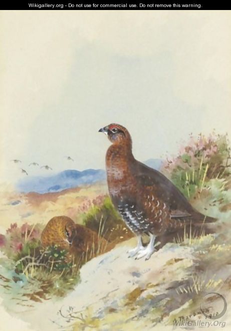 Red Grouse - Archibald Thorburn