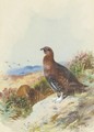 Red Grouse - Archibald Thorburn