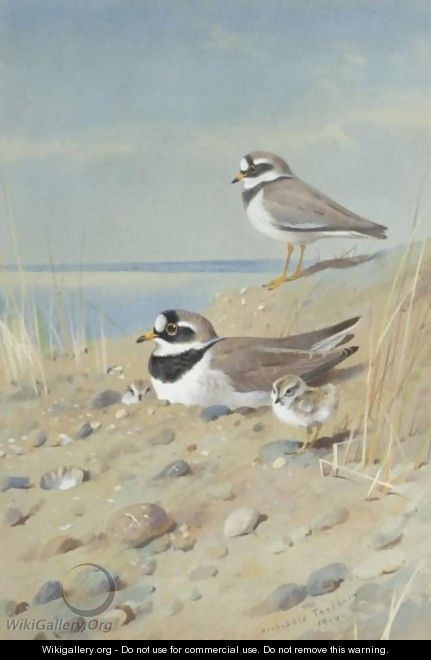 Ringed Plover And Their Young On The Shore - Archibald Thorburn