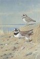 Ringed Plover And Their Young On The Shore - Archibald Thorburn
