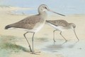 A Pair Of Black-Tailed Godwit - Archibald Thorburn