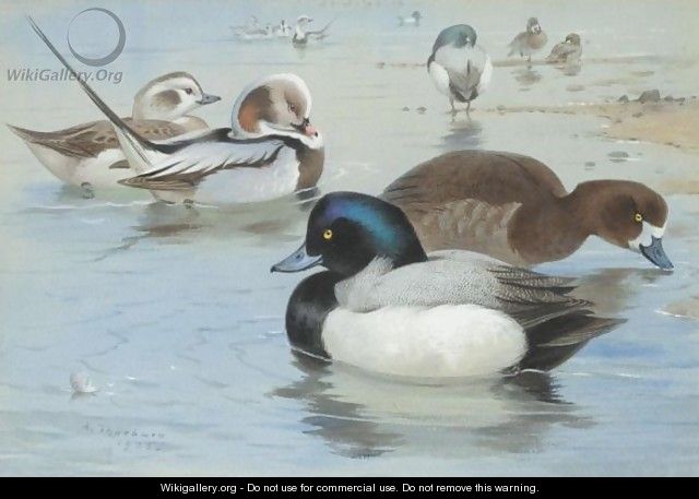 A Pair Of Long-Tailed Ducks And A Pair Of Scaup - Archibald Thorburn