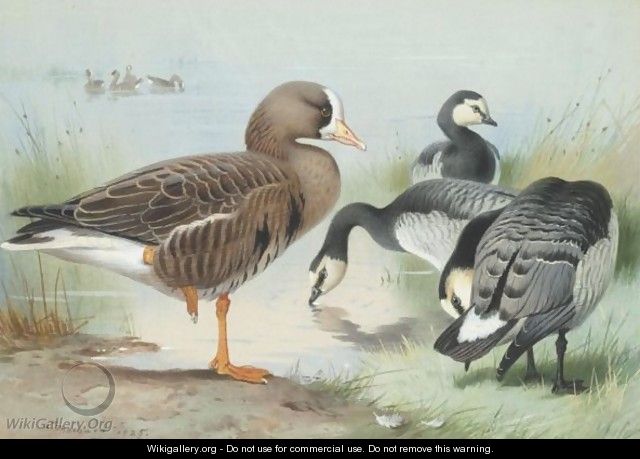 A White-Fronted Goose And Barnacle Geese - Archibald Thorburn