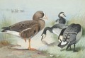 A White-Fronted Goose And Barnacle Geese - Archibald Thorburn