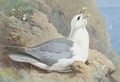 A Fulmar Petrel - Archibald Thorburn