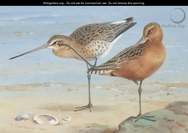 A Pair Of Bar-Tailed Godwit - Archibald Thorburn