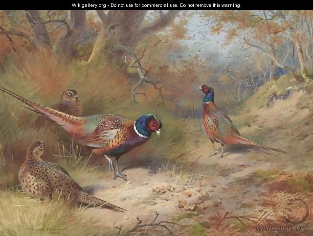 Ring Neck Pheasants - Archibald Thorburn