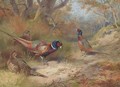 Ring Neck Pheasants - Archibald Thorburn