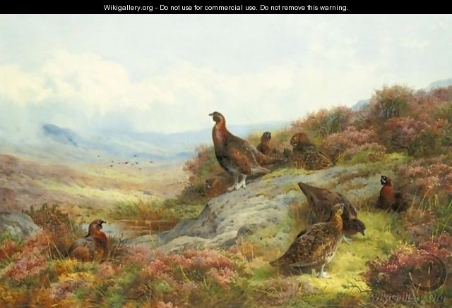 Red Grouse In A Landscape - Archibald Thorburn