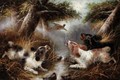 Spaniels And A Pheasant 2 - George Armfield