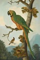 Still Life With A Parrot Perched On A Branch - (after) Tobias Stranover