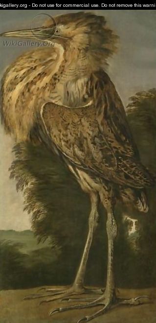A Bittern (Roerdomp) - Cornelis van Lelienbergh