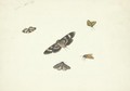 A Sheet Of Studies Of Moths - Pieter Withoos