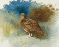 Grouse 2 - Archibald Thorburn