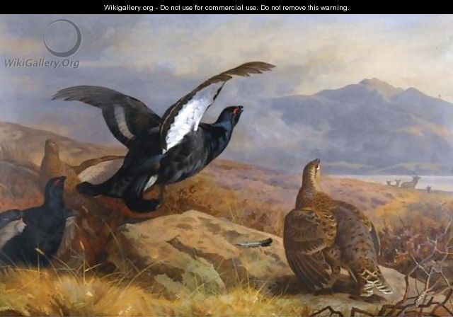 Black Grouse In A Highland Landscape With Red Deer In The Background - Archibald Thorburn